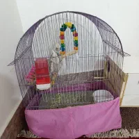 جفت عروس هلندی دوکت آلبینو مولد