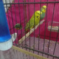معاوضه مرغ عشق انگلیسی با ماده عروس هلندی