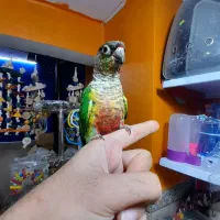 طوطی گرینچیک های سوپر رام و چلوندنی در انواع رنگ|پرنده|قائم‌شهر, |دیوار