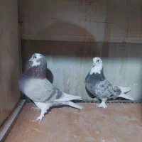 کبوتر پرشی گرویی