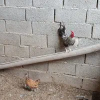 خروس زینتی|حیوانات مزرعه|قرچک, میرزائی شمالی|دیوار