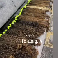 خرید موی رنگ شده و طبیعی