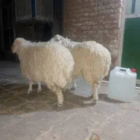 خرید|حیوانات مزرعه|خاش, |دیوار