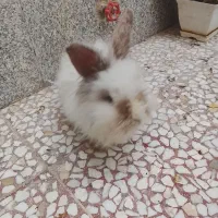 خرگوش مینی لوپ اسکاتلندی