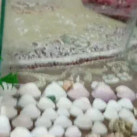 اکفا ریون صدف دانه و گل اکفا ریون|ماهی|شیراز, کوشک میدان|دیوار