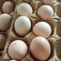 تخم مرغ محلی نطفه دار|حیوانات مزرعه|قائمشهر, |دیوار