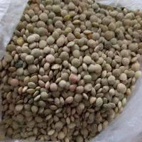 عدس سبز محلی تازه ارگانیک