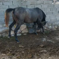 اسب کرد سرودمگیر|اسب و تجهیزات اسبسواری|اردبیل, |دیوار