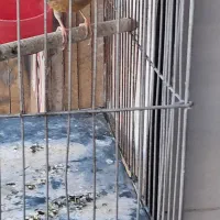 قناری مس مس هن شلاقی|پرنده|شیراز, کوشک میدان|دیوار