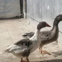 غاز|حیوانات مزرعه|باغ بهادران, |دیوار