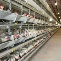 فروش مجتمع مرغداری