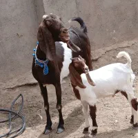 شاهدبز زاییده