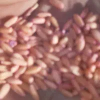 گندم قیمت مناسب تمیز بذردیم آماده کشت