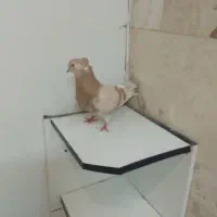 کبوتر زرد|پرنده|محلات, |دیوار