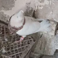کبوتر|پرنده|شادگان, |دیوار