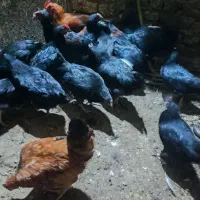 خروس سیاه|حیوانات مزرعه|مشهد, نیزه|دیوار