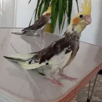 جوجه عروس هلندی کاملا دست آموز و اهلی|پرنده|نقده, |دیوار