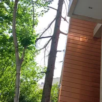 بریدن انواع درخت خشک خطرناک|خدمات باغبانی و درختکاری|تهران, دزاشیب|دیوار