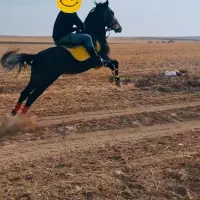 نریان کرد|اسب و تجهیزات اسب‌سواری|قیدار, |دیوار