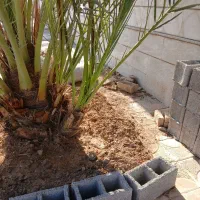 فروش نخل برحی اصل