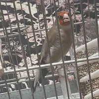 سهره دورگ چهار دونگ