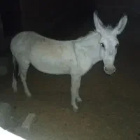 فروش الاغ ماده