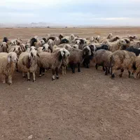 میش قصر