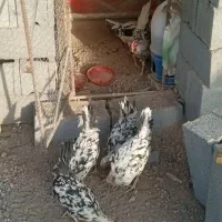 فروش‌مرغ‌خروس‌گلین‌خال‌سوزنی|حیوانات مزرعه|سیرجان, |دیوار