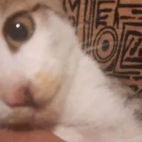 واگذار گربه