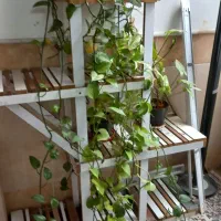 کمد لباس واستند گل|جاکفشی، کمد، دراور|قم, ناصردیوان|دیوار