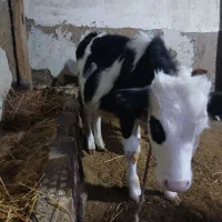 گوساله نر وماده