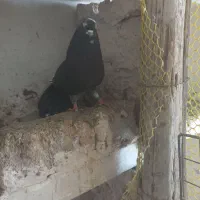 کبوتر|پرنده|پلدشت, |دیوار