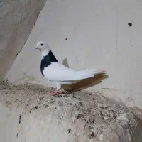 دو عدد ماده طوقی درجه یک|پرنده|اهواز, کمپلو شمالی|دیوار