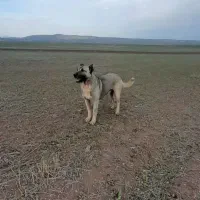 سگ سرابی ۲۶ ماهه مناسب برای گله ونگهبانی|سگ|سراب, |دیوار