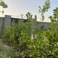 ۳۰۰ متر باغچه داخل بافت سند تک برگ جواز ساخت|فروش زمین و ملک کلنگی|هشتگرد, تهران دشت|دیوار