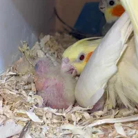 جفت عروس هلندی|پرنده|قم, نخودی|دیوار