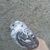 کبوتر کفتر|پرنده|پاکدشت, پاکدشت (مامازند)|دیوار