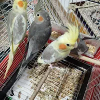 عروس هلندی سر حال وخوب|پرنده|تنکابن, |دیوار