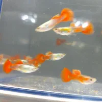 ماهی  گوپی تایگر نر و ماده و گوپی کوی نر حلزون سیب|ماهی|میانه, |دیوار