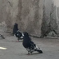 پرنده|پرنده|گتوند, |دیوار