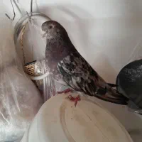 نره سرور