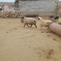 میش چاق داشتی لری|حیوانات مزرعه|پلدختر, |دیوار