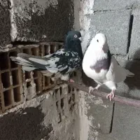 کفتر جفتی ۱۸۰۰