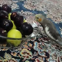 گم شده عروس هلندی مژدگانی دارد گمشده