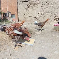 مرغ و خروس لاری|حیوانات مزرعه|تهران, افسریه جنوبی|دیوار