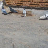 کبوتر پر|پرنده|لاران, |دیوار