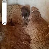 فروش گوسفند