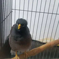 مینا سخنگو|پرنده|ری, عباسآباد|دیوار