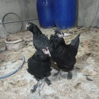 ۸تا نیمچه نزدیک تخم گذاری و یک خروس کاملا مشکی|حیوانات مزرعه|ورامین, ورامین|دیوار