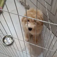 سگ کاملن تربیت شده پودل